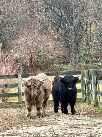 2026.03.29 Sandy Bruno Shower for Gabriella
