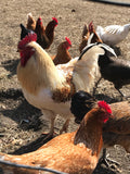 Cecil Creek Farm Eggs, Free Range, Organic Grain Fed, 1 dozen