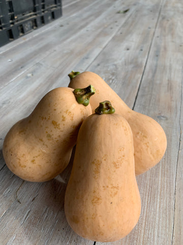 Produce, Cecil Creek Farm, Baby Butternut Squash, 3